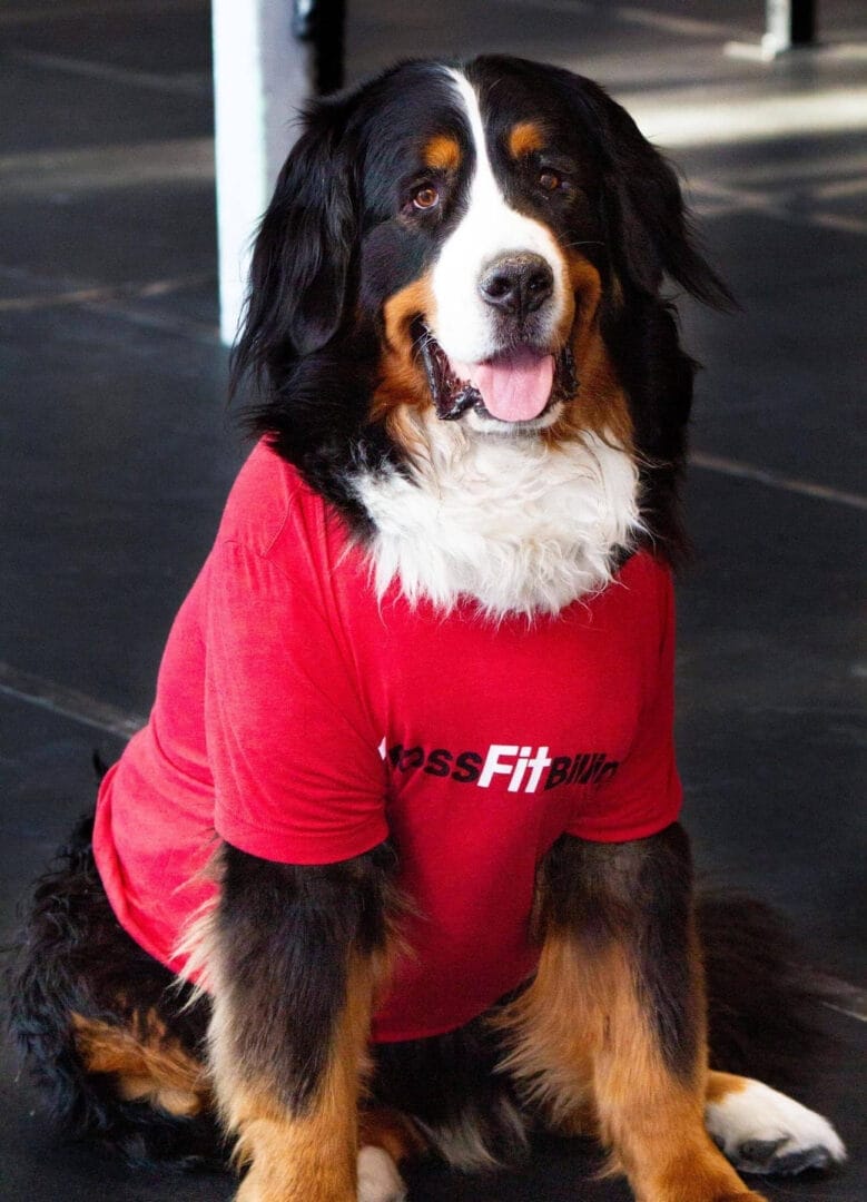gym dog